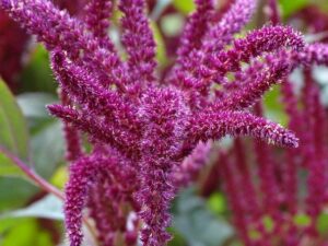Amaranth